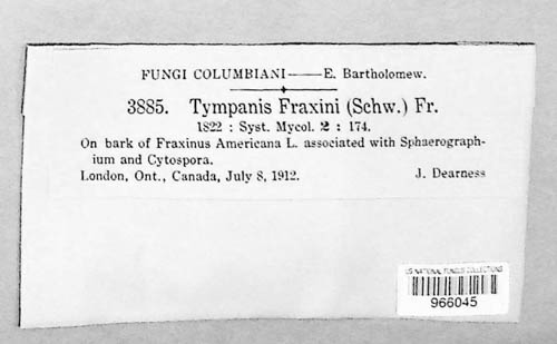 Tympanis fraxini image